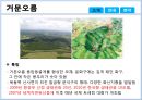 제주도 거문오름ppt 5페이지