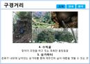 제주도 거문오름ppt 8페이지