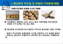 콜럼버스의 대서양 항해 물류, 경제적 측면  19페이지