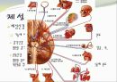 중추신경계, 체성신경계, 자율 신경계에 대한 이해 (신비 파헤치기 : 뇌, 중추신경계: 척수, 체성신경계, 자율신경계, 신비 파헤치기 : 초능력자).PPT자료 7페이지