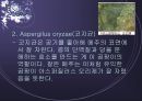 [우리 된장 속의 미생물] 된장 역사, 제조방법, 효능, 발효균, 된장에 대한 모든 것 14페이지