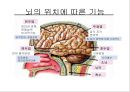뇌종양종류 및 증상,양성종양 VS 악성종양,뇌종양 수술 방법,뇌종양에 좋은 음식,뇌농양,두부손상,두부손상 응급처치,두부손상에 의한 질환 4페이지
