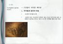 니콜라이 고골 (Nikolai Gogol)의  ,  줄거리, 분석, 감상, 와  비교분석, 1830~40년대의 러시아, 러시아 문학, 정치적 환경, 문학사조.pptx 24페이지