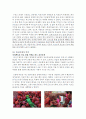 [세계의 스포츠 축제] 인도의 홀리축제 (Holi Festival) 4페이지