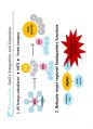 (영어,영문) Philips(필립스) vs Matsushita(마쓰시타; 마츠시타) Organizational Structure(조직 구조) 22페이지