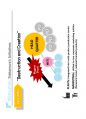 (영어,영문) Philips(필립스) vs Matsushita(마쓰시타; 마츠시타) Organizational Structure(조직 구조) 24페이지
