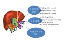 간염 (Hepatitis) (HAV, HBV, HCV, HDV, B형 간염에 쓰이는 약제, virus에 노출되는 것을 피하는 방법).pptx 2페이지