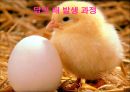 닭의 배 발생 과정.ppt 1페이지
