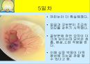 닭의 배 발생 과정.ppt 5페이지