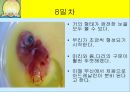 닭의 배 발생 과정.ppt 8페이지