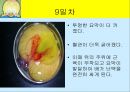 닭의 배 발생 과정.ppt 9페이지