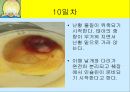 닭의 배 발생 과정.ppt 10페이지