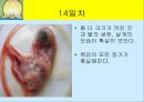 닭의 배 발생 과정.ppt 14페이지
