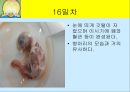 닭의 배 발생 과정.ppt 16페이지