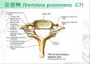 [물치리료진단평가학]목의 움직임(Movement of cervical) - 목의 해부학과 몸의 움직임 11페이지