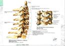 [물치리료진단평가학]목의 움직임(Movement of cervical) - 목의 해부학과 몸의 움직임 13페이지
