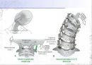 [물치리료진단평가학]목의 움직임(Movement of cervical) - 목의 해부학과 몸의 움직임 23페이지