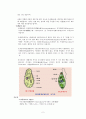 미생물의 세계 - 미생물의 종류와 종류별 특성 2페이지