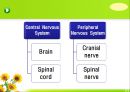 뇌신경 (腦神經 cranial nerve) 레포트.ppt 3페이지