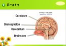 뇌신경 (腦神經 cranial nerve) 레포트.ppt 4페이지