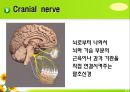 뇌신경 (腦神經 cranial nerve) 레포트.ppt 5페이지