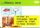 뇌신경 (腦神經 cranial nerve) 레포트.ppt 9페이지