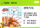 뇌신경 (腦神經 cranial nerve) 레포트.ppt 11페이지