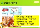 뇌신경 (腦神經 cranial nerve) 레포트.ppt 12페이지