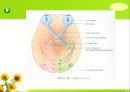 뇌신경 (腦神經 cranial nerve) 레포트.ppt 13페이지