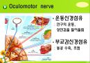 뇌신경 (腦神經 cranial nerve) 레포트.ppt 14페이지