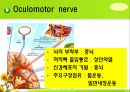 뇌신경 (腦神經 cranial nerve) 레포트.ppt 15페이지