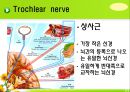 뇌신경 (腦神經 cranial nerve) 레포트.ppt 17페이지