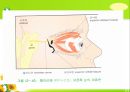 뇌신경 (腦神經 cranial nerve) 레포트.ppt 19페이지