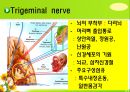 뇌신경 (腦神經 cranial nerve) 레포트.ppt 21페이지
