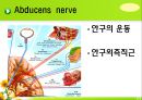 뇌신경 (腦神經 cranial nerve) 레포트.ppt 23페이지