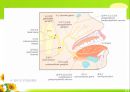 뇌신경 (腦神經 cranial nerve) 레포트.ppt 27페이지