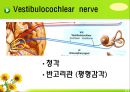 뇌신경 (腦神經 cranial nerve) 레포트.ppt 28페이지
