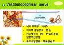 뇌신경 (腦神經 cranial nerve) 레포트.ppt 29페이지