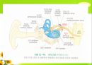 뇌신경 (腦神經 cranial nerve) 레포트.ppt 30페이지