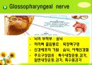 뇌신경 (腦神經 cranial nerve) 레포트.ppt 32페이지