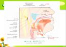 뇌신경 (腦神經 cranial nerve) 레포트.ppt 33페이지