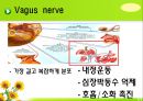 뇌신경 (腦神經 cranial nerve) 레포트.ppt 34페이지