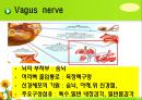 뇌신경 (腦神經 cranial nerve) 레포트.ppt 35페이지