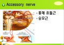 뇌신경 (腦神經 cranial nerve) 레포트.ppt 37페이지