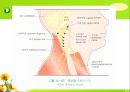 뇌신경 (腦神經 cranial nerve) 레포트.ppt 39페이지