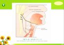 뇌신경 (腦神經 cranial nerve) 레포트.ppt 42페이지