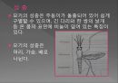 모기의 분류 및 형태 3페이지