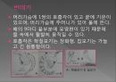 모기의 분류 및 형태 7페이지