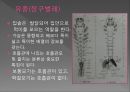 모기의 분류 및 형태 8페이지