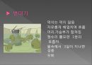 모기의 분류 및 형태 13페이지